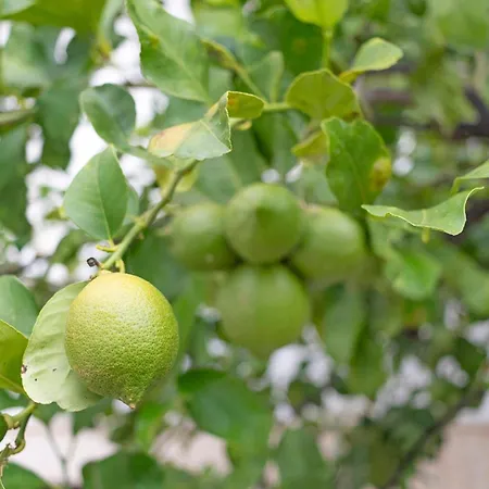 Il Giardino Dei Limoni Сasa de vacaciones *